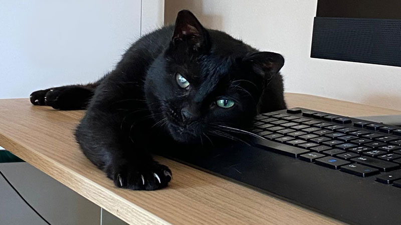 Kater Mütze auf Tastatur